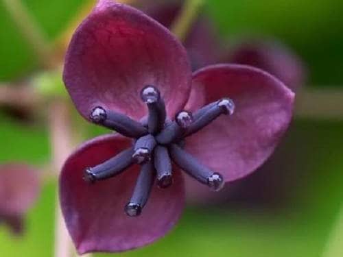 Chocolate Vine (Akebia trifoliata) Edible Fruit & Ornamental Climber Seeds