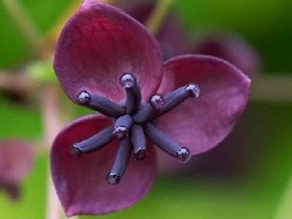 Chocolate Vine (Akebia trifoliata) Edible Fruit & Ornamental Climber Seeds