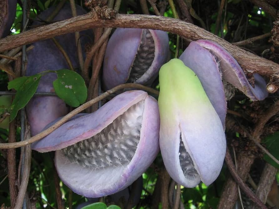 Bulk Chocolate Vine (Akebia quinata) Edible Fruit & Fragrant Flower Seeds