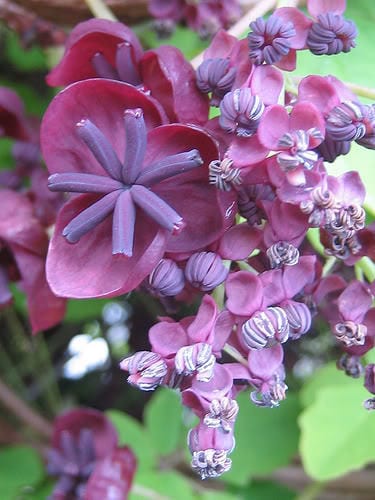 Chocolate Vine Akebia Trifoliata Edible Fruit & Ornamental Climber Seeds heirloom non-gmo organic garden seeds