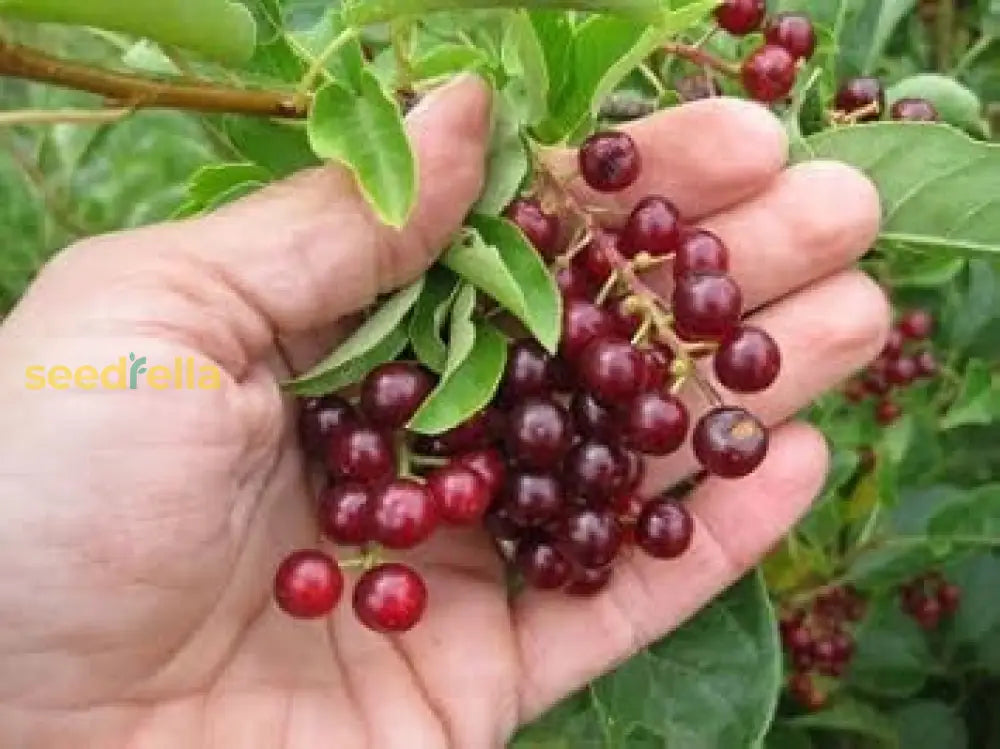 Chokecherry Seeds For Planting heirloom non-gmo organic garden seeds