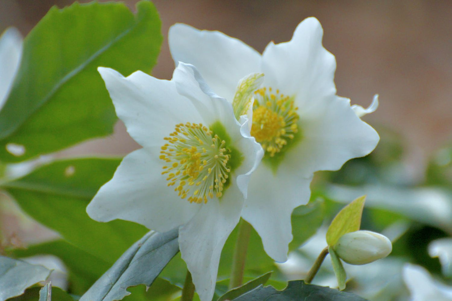 Christmas Rose Flower Seeds