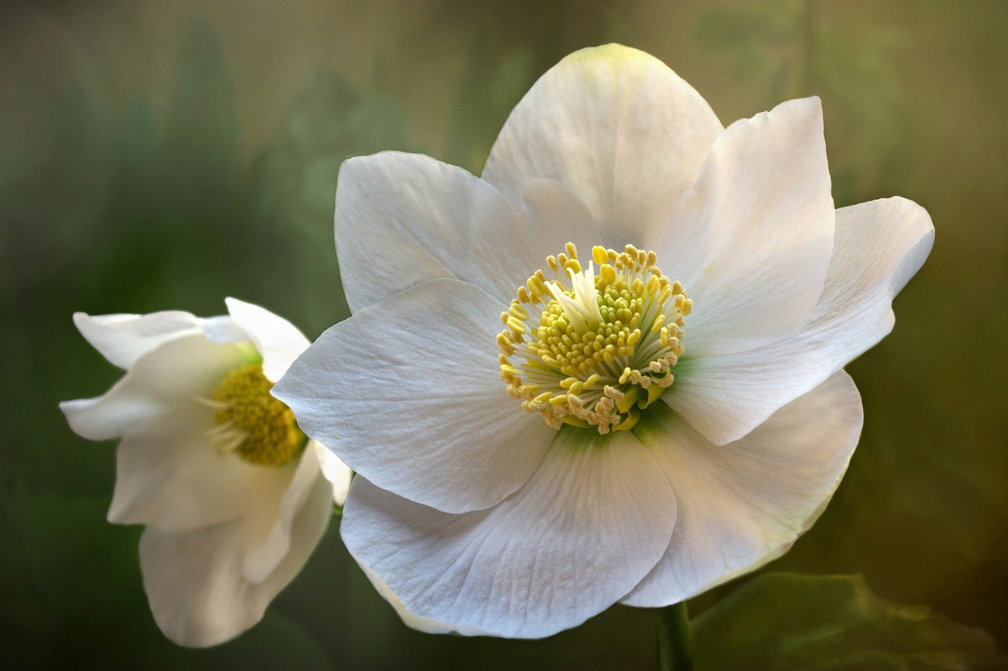 Christmas Rose Flower Seeds