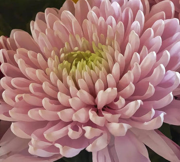 Bunch of pink and yellow Chrysanthemum blooms in garden