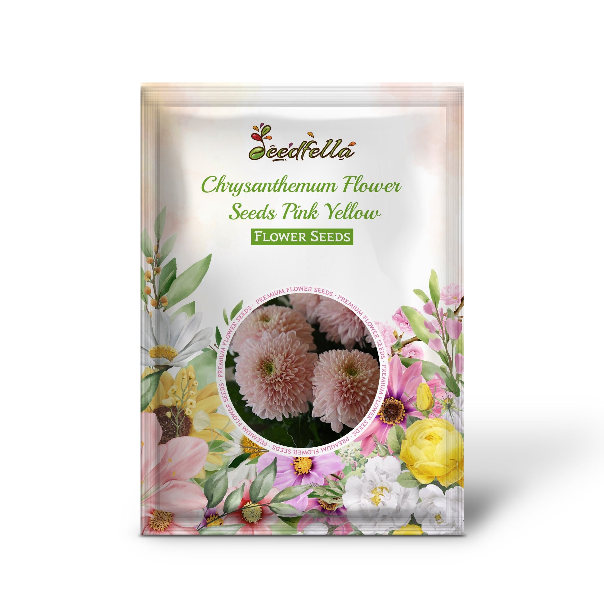 Chrysanthemum flowers growing in garden bed