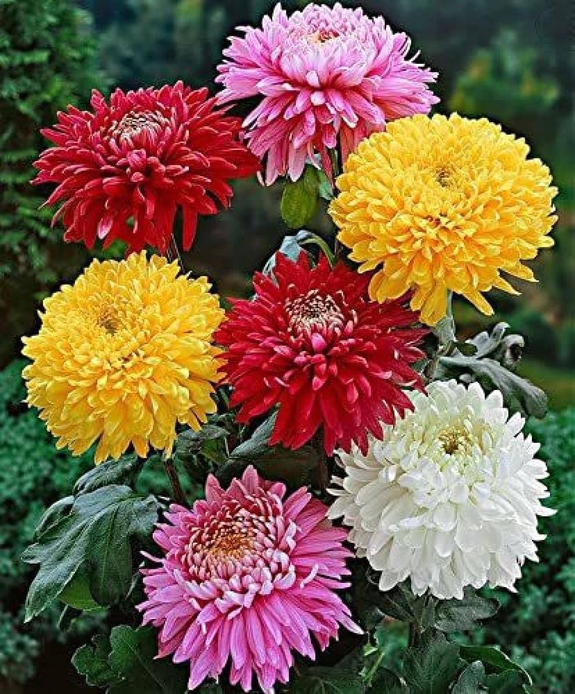Chrysanthemums Growing in Garden Beds