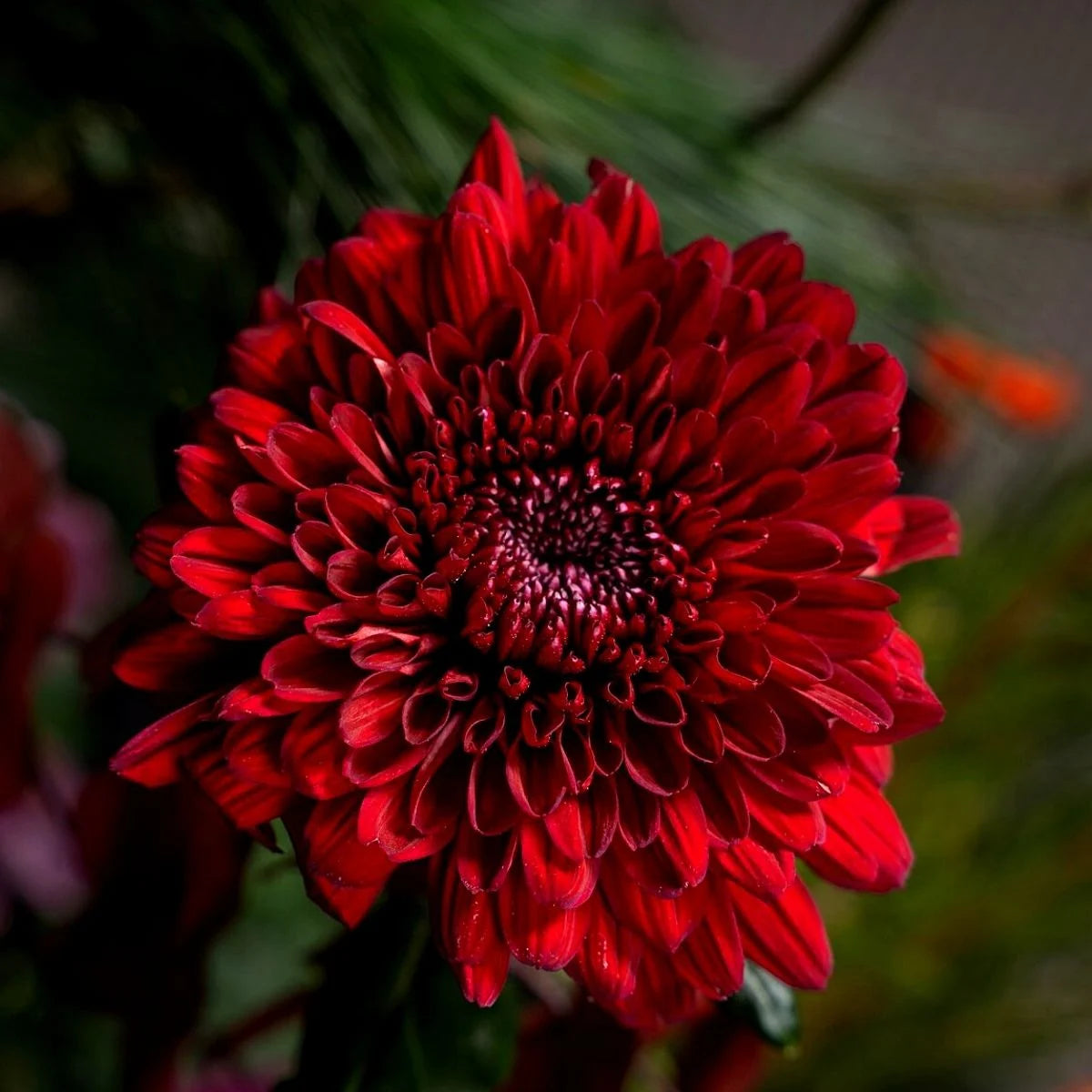Rote Chrysanthemen-Blumensamen zum Pflanzen – Beliebte Schnittblume, Erbstücksamen & Gentechnikfreie Samen für den Hausgarten