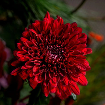Rote Chrysanthemen-Blumensamen zum Pflanzen – Beliebte Schnittblume, Erbstücksamen & Gentechnikfreie Samen für den Hausgarten
