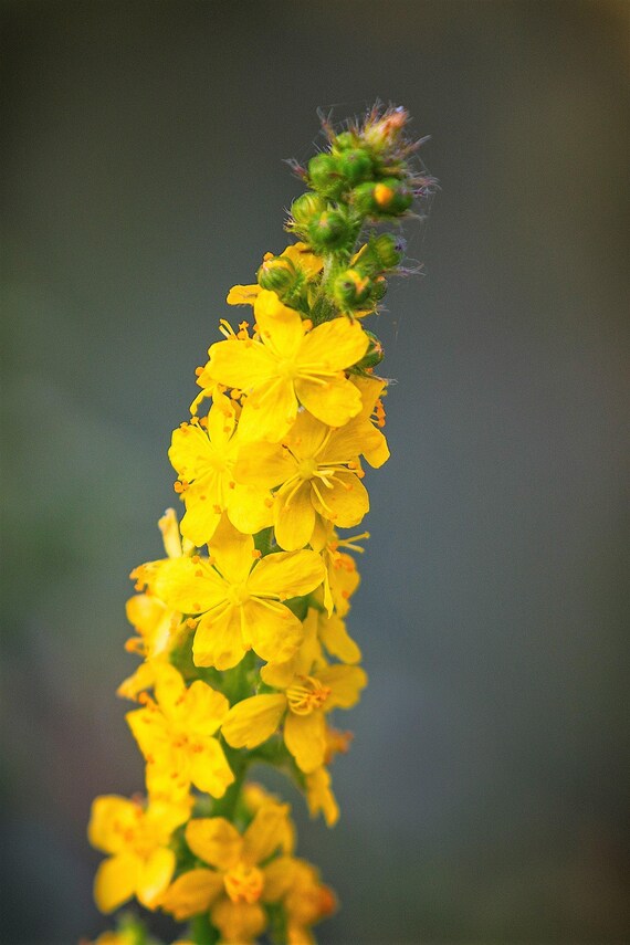 Church Steeples (Agrimonia eupatoria) Agrimony or Sticklewort Perennial Herb Yellow Flower Seeds