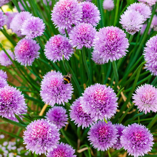 Chive (Allium Schoenoprasum) Herb Seeds
