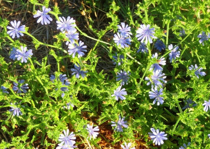 Chicory Seeds - Coffee Chicory (Cichorium intybus)