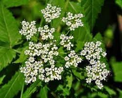 Cicuta Maculata Seeds For Planting heirloom non-gmo organic garden seeds