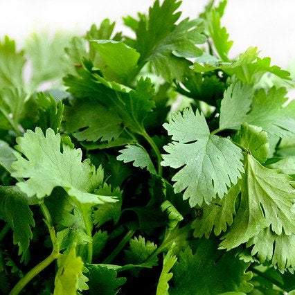 Parsley Herb Seeds