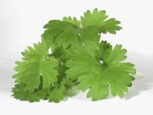 Cilantro Coriander Chinese Parsley Coriandrum Sativum Herb Flower Seeds – Seeds heirloom non-gmo organic garden seeds