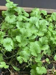 Fresh Cilantro Coriander Seeds For Easy Planting Of Herbs heirloom non-gmo organic garden seeds