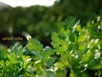 Cilantro Coriander Seeds For Planting Grow Fresh Green Herbs heirloom non-gmo organic garden seeds