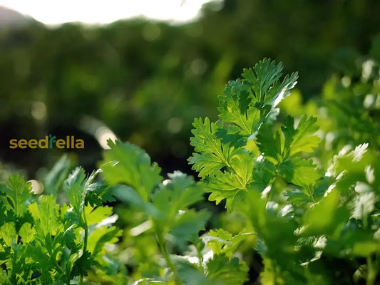 Cilantro Coriander Seeds For Planting Grow Fresh Green Herbs heirloom non-gmo organic garden seeds