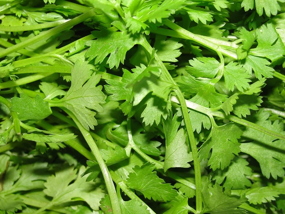 Fiesta Green Cilantro / Coriander (Coriandrum sativum) Herb Vegetable Seeds