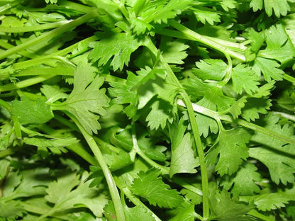 Fiesta Green Cilantro / Coriander (Coriandrum sativum) Herb Vegetable Seeds