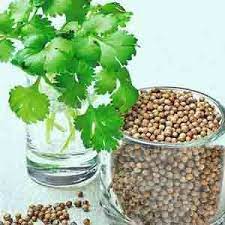 Organic Dwarf Lemon Cilantro (Coriandrum sativum) Spice Herb Seeds