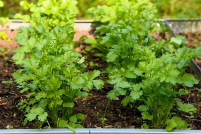 Leisure Cilantro / Coriander (Coriandrum sativum) Herb & Vegetable Seeds