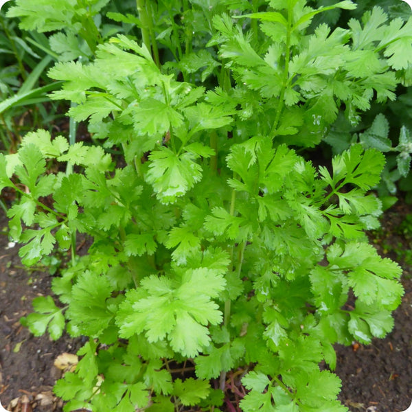Cilantro Santo Coriandrum Sativum Seeds heirloom non-gmo organic garden seeds
