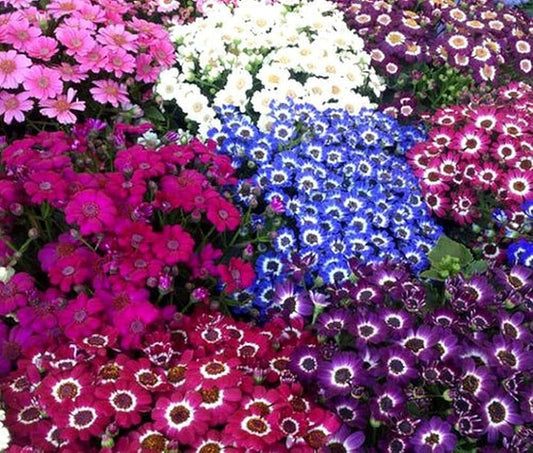 Mix Cineraria Flower seeds for Planting - Drought Tolerant, Heirloom & GMO Free Seeds for Home Garden