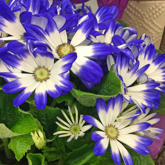 Blue White Cineraria Flower seeds for Planting - Sun Loving, Heirloom & GMO Free Seeds for Home Garden
 
 Sale for planting in home garden