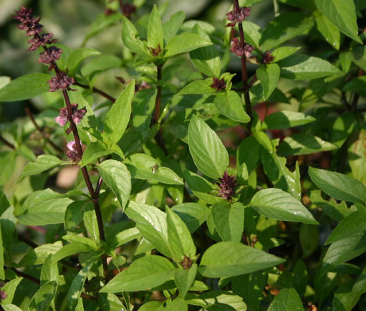 Cinnamon/Mexican Basil (Ocimum basilicum 'Cinnamon') Seeds