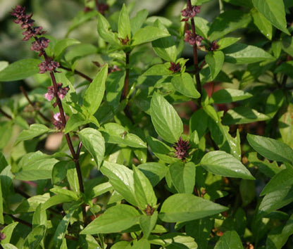 Cinnamon/Mexican Basil (Ocimum basilicum 'Cinnamon') Seeds