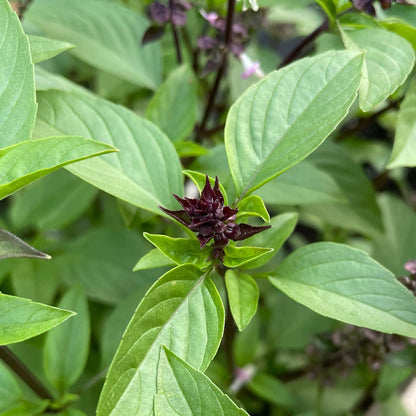 cinnamon basil plants Cinnamon Mexican Basil Ocimum Basilicum 'Cinnamon' Seeds Organic Garden Seeds – Pure Asia Seeds