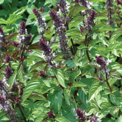 Cinnamon Basil (Ocimum basilicum 'Cinnamon') Seeds