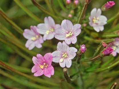 Cinnamon Willowherb Epilobium Coloratum Eastern Purpleleaf Flower Seeds heirloom non-gmo organic garden seeds