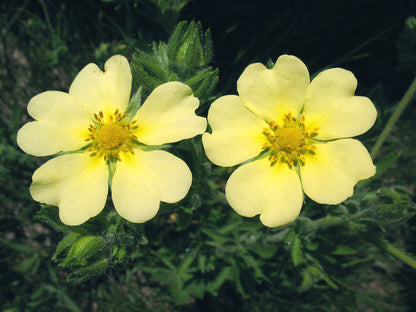 Cinquefoil Flower Plant Seeds  Vibrant Yellow Garden Flowers