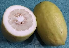 Citron Citrus Seeds For Planting Grow Your Own Fruity Delight heirloom non-gmo organic garden seeds
