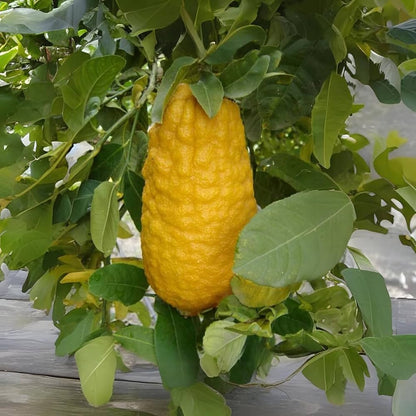 Citron Citrus Seeds for Planting - Grow Your Own Fruity Delight