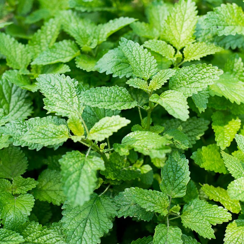 Citronella Lemon Balm Melissa Officinalis 'Citronella' Seeds heirloom non-gmo organic garden seeds