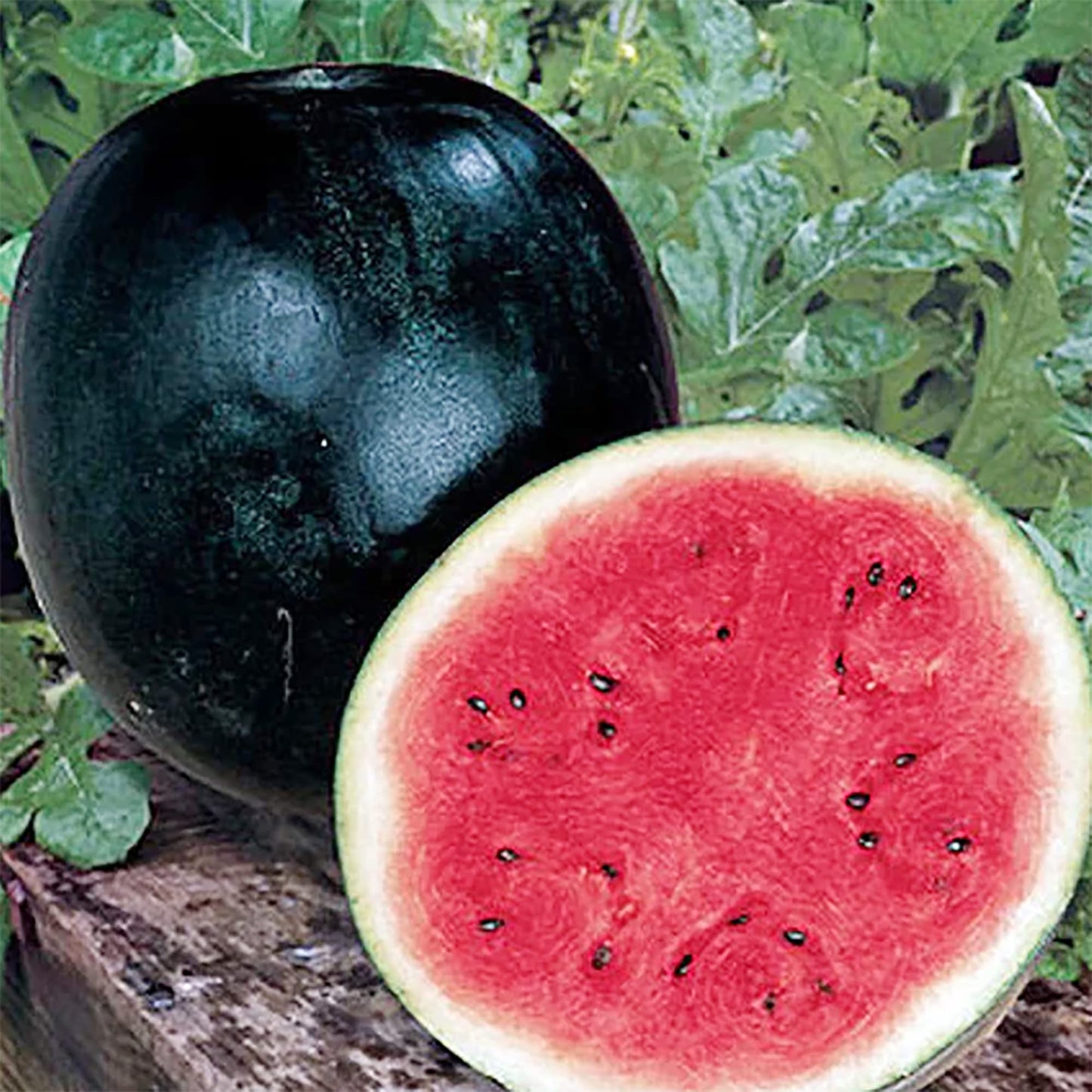 Densuke Watermelon Seeds for Planting Citrullus Lanatus edible garden summer patch