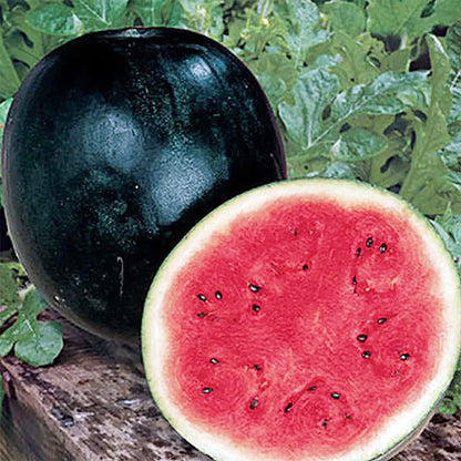 Densuke Watermelon Seeds for Planting Citrullus Lanatus edible garden summer patch