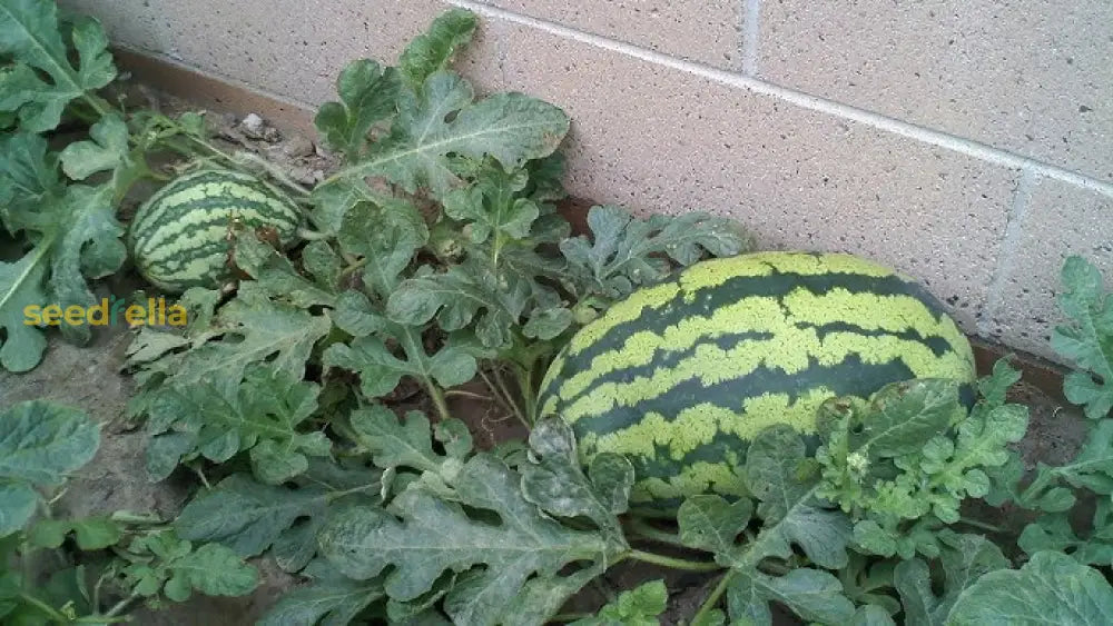 Rattlesnake Watermelon Seeds for Planting - Heirloom Fruit Variety, Perfect for Spring Gardens