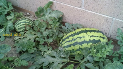 Rattlesnake Watermelon Seeds for Planting - Heirloom Fruit Variety, Perfect for Spring Gardens