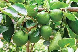 Key Lime (Citrus aurantifolia) Fruit Tree Shrub Seeds – Tart, Flavorful Limes for Your Garden