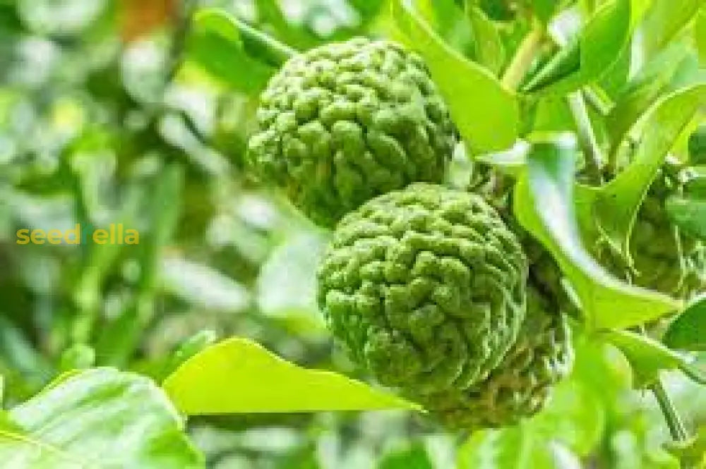 Kaffir Fruit Seeds for Planting - Perennial Citrus Trees for Fresh Fragrance and Flavor