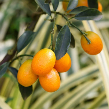 Kumquat Citrus Japonica Orange Fruit Seeds