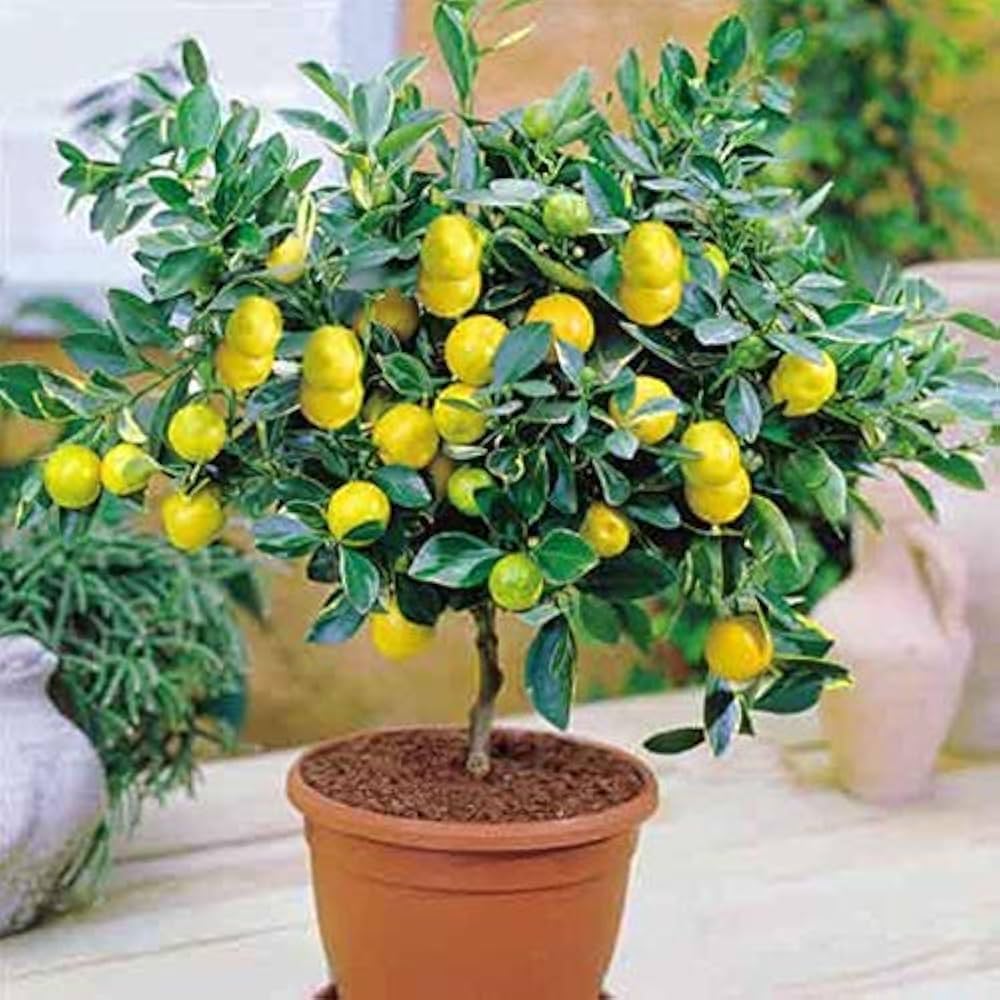 Lemon Tree Seeds – High Survival Rate for Fruitful Bonsai Trees