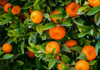 Orange Mandarin Seeds for Home Gardening Plant and Grow Fresh Oranges