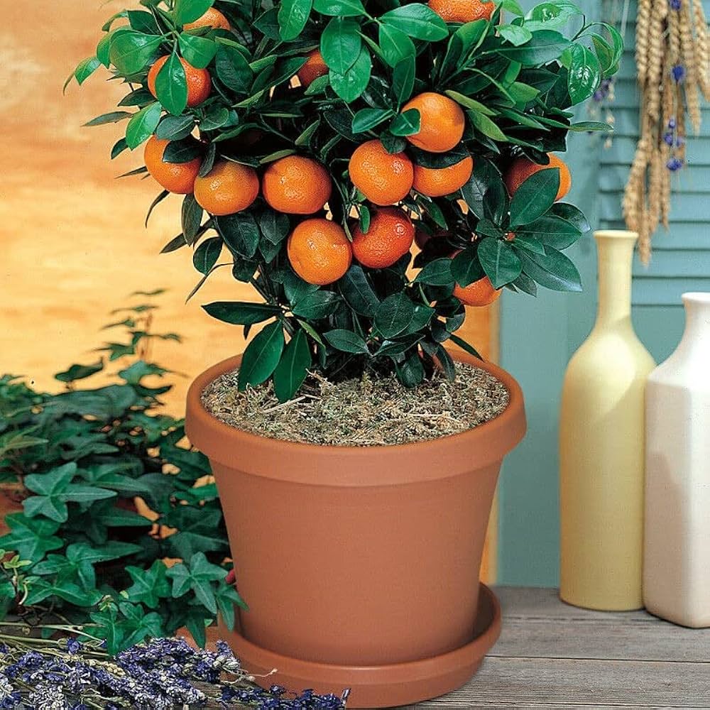 Dwarf Valencia Orange Citrus sinensis Fruit Tree Seeds for Planting for Urban Garden