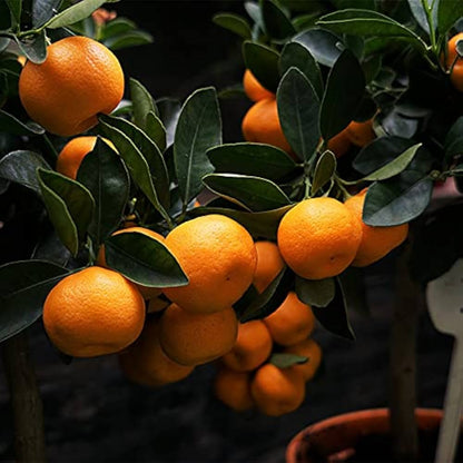 Orange Seeds for Planting Citrus Sinensis urban garden fruit patch