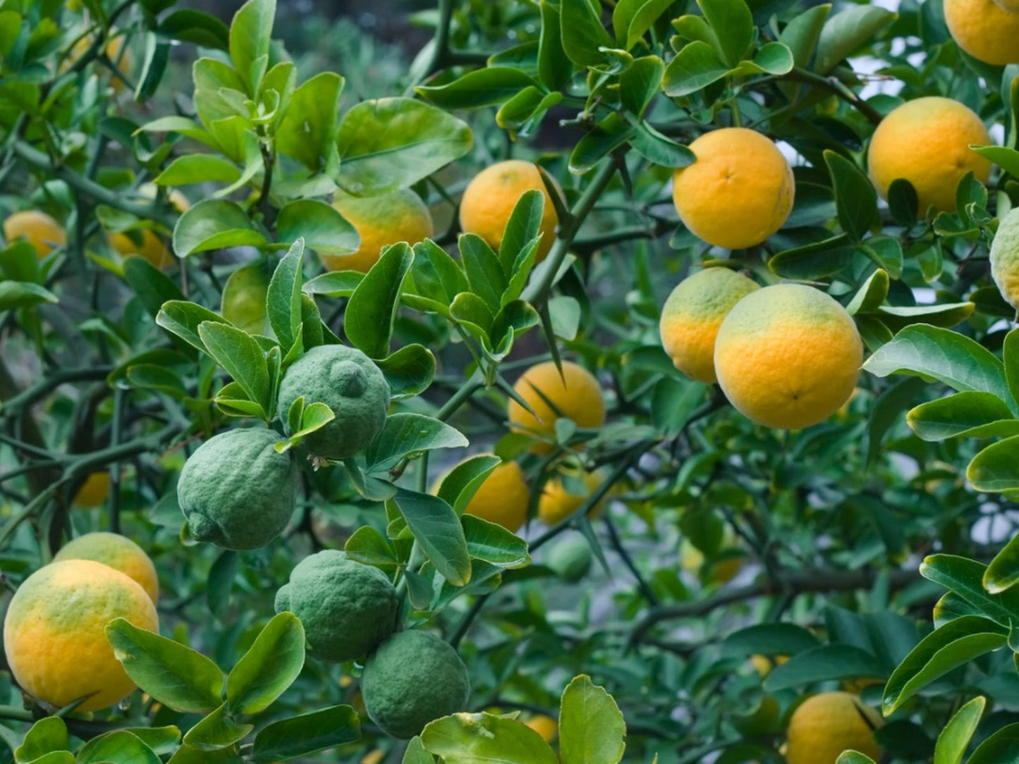 Hardy Orange Tree (Citrus trifoliata / Poncirus trifoliata) Fruit Tree White Flower Seeds