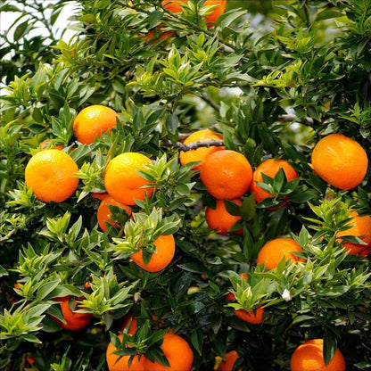 Orange Fruit Seeds for Planting Citrus Sinensis orchard home garden